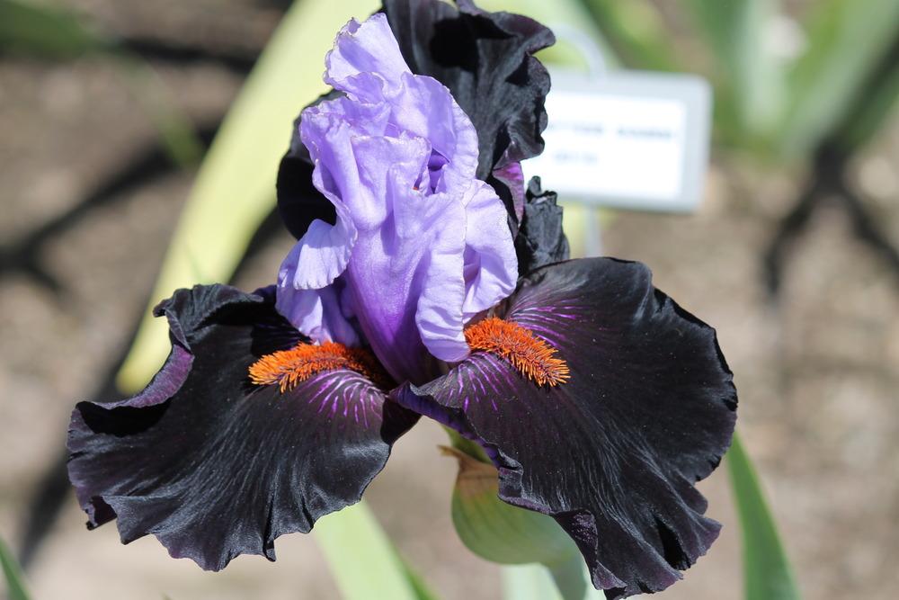 Photo of Tall Bearded Iris (Iris 'Bohemia After Dark') uploaded by ARUBA1334