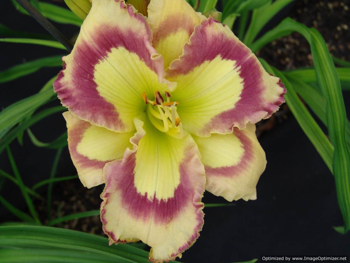 Photo of Daylily (Hemerocallis 'Violet Stained Glass') uploaded by Calif_Sue