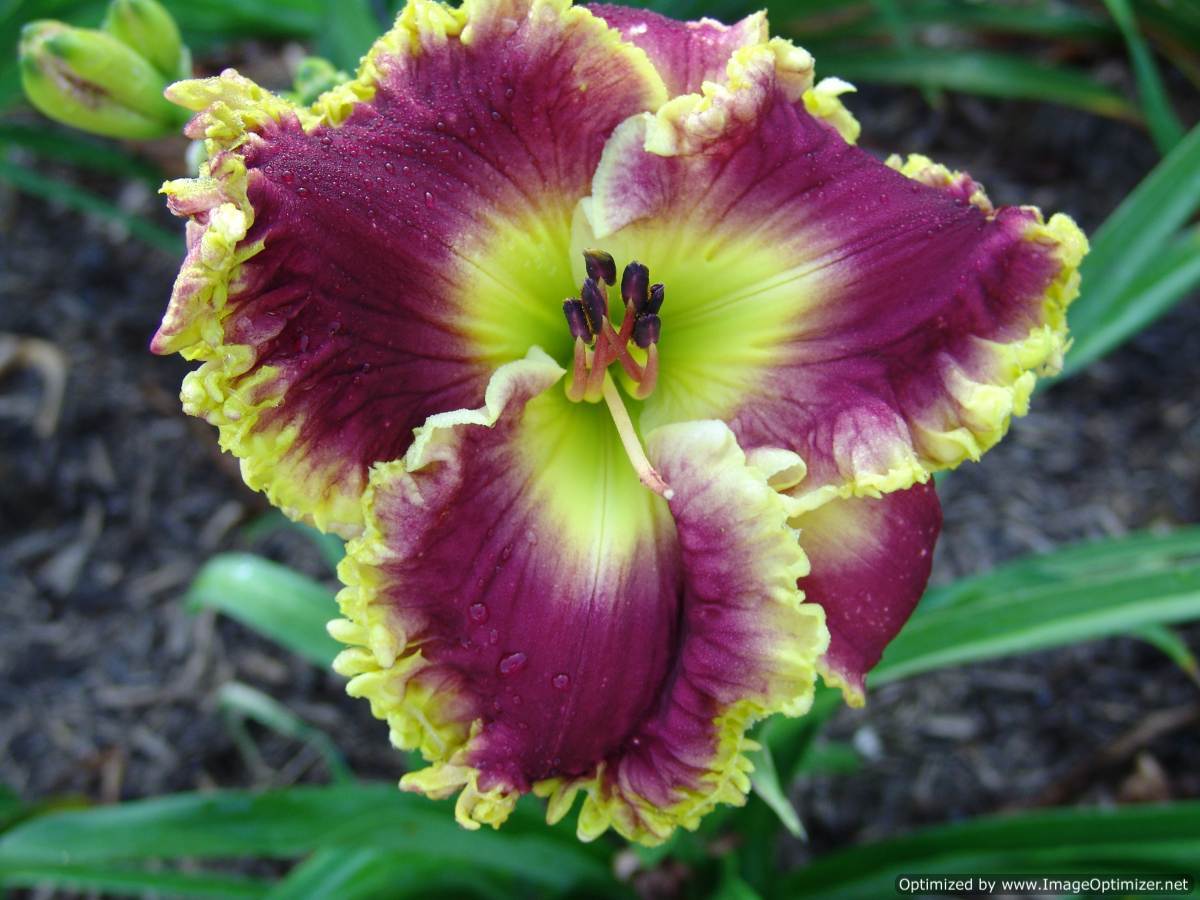 Photo of Daylily (Hemerocallis 'When Royals Dream') uploaded by Calif_Sue