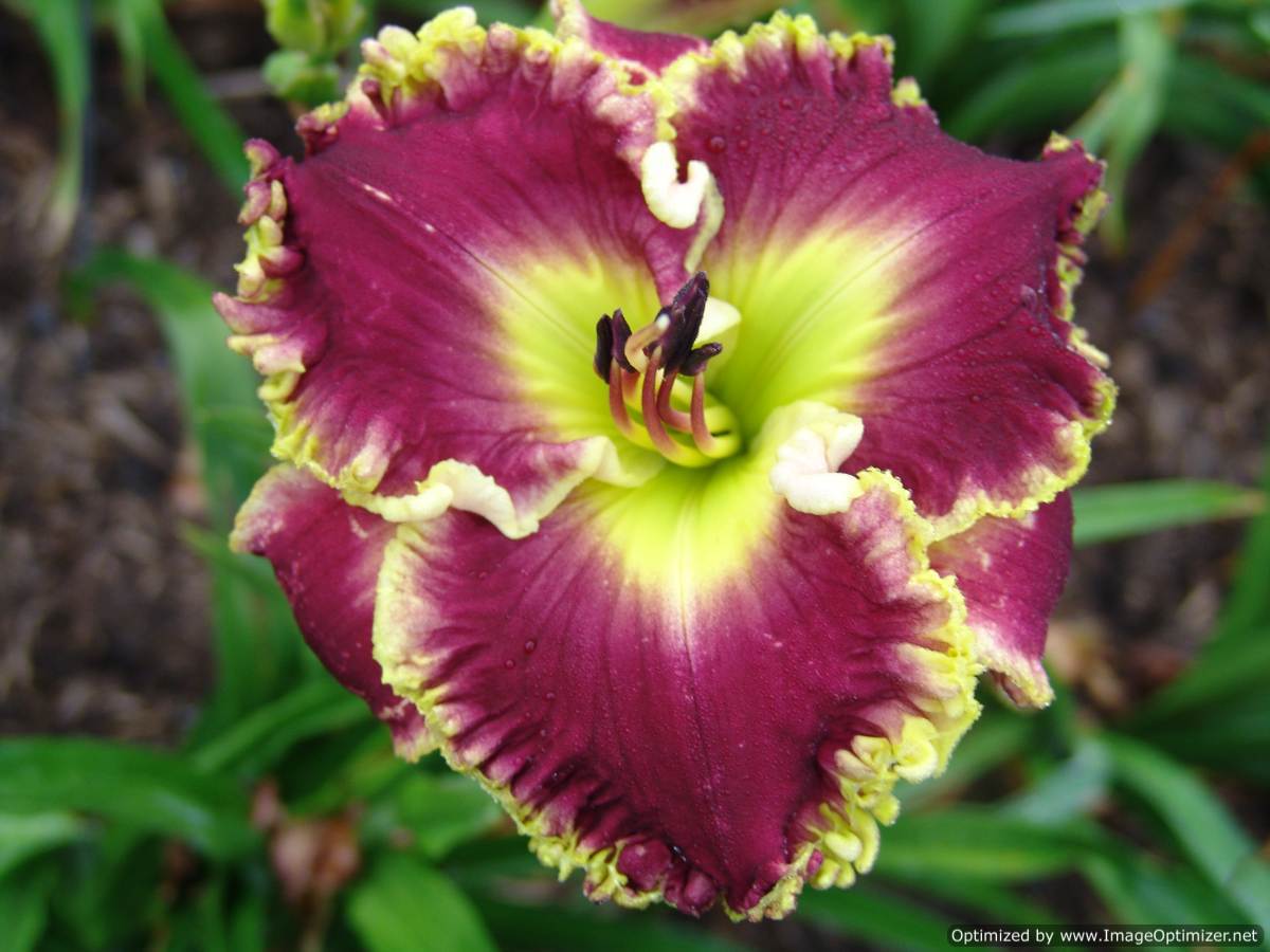 Photo of Daylily (Hemerocallis 'When Royals Dream') uploaded by Calif_Sue