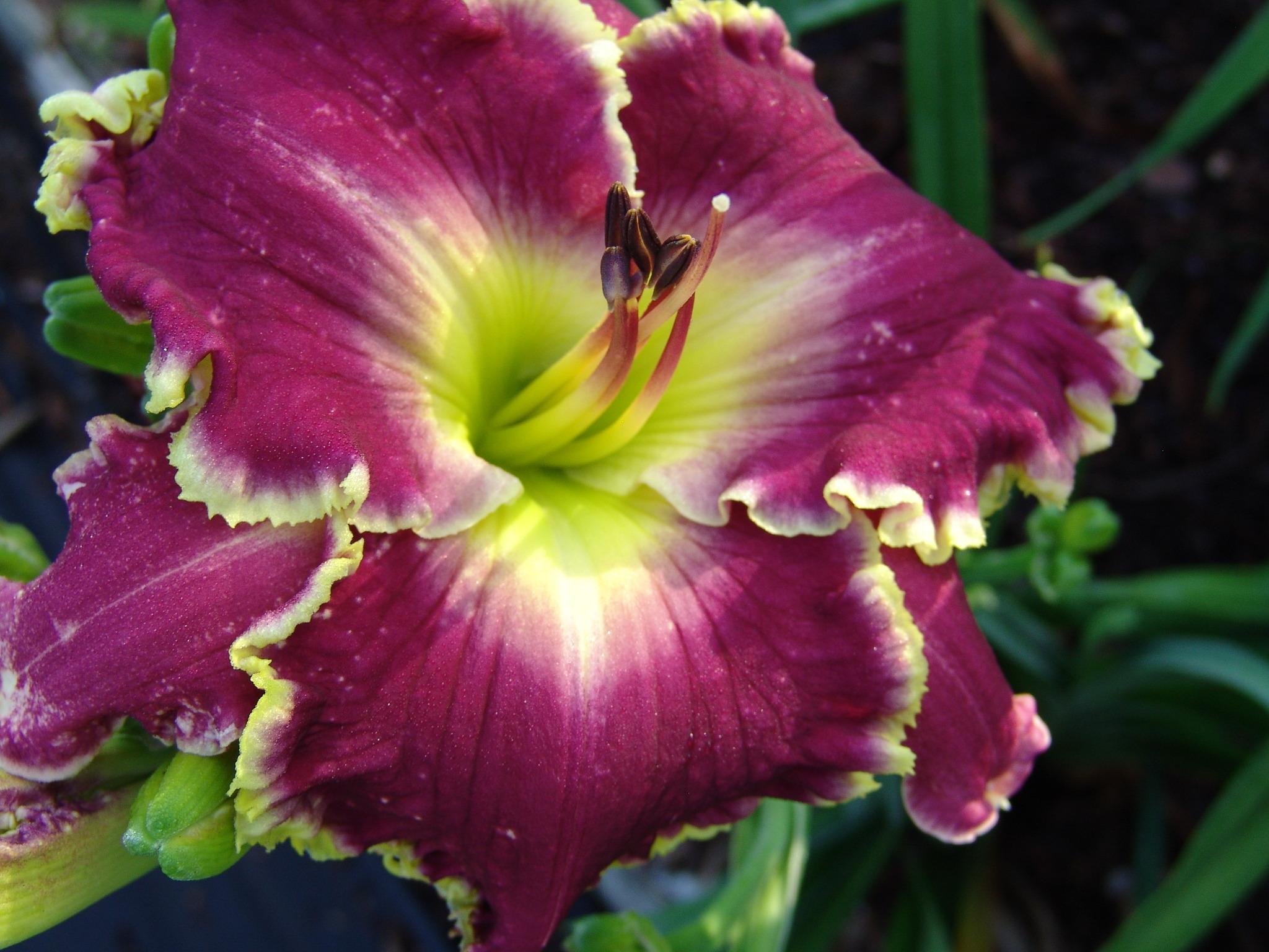 Photo of Daylily (Hemerocallis 'Violet Becomes You') uploaded by Calif_Sue
