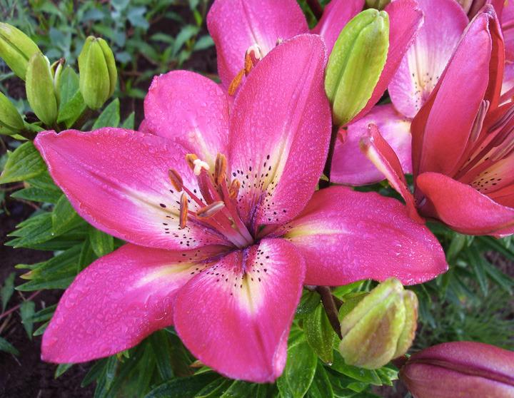 Photo of Lily (Lilium 'Arsenal') uploaded by Calif_Sue