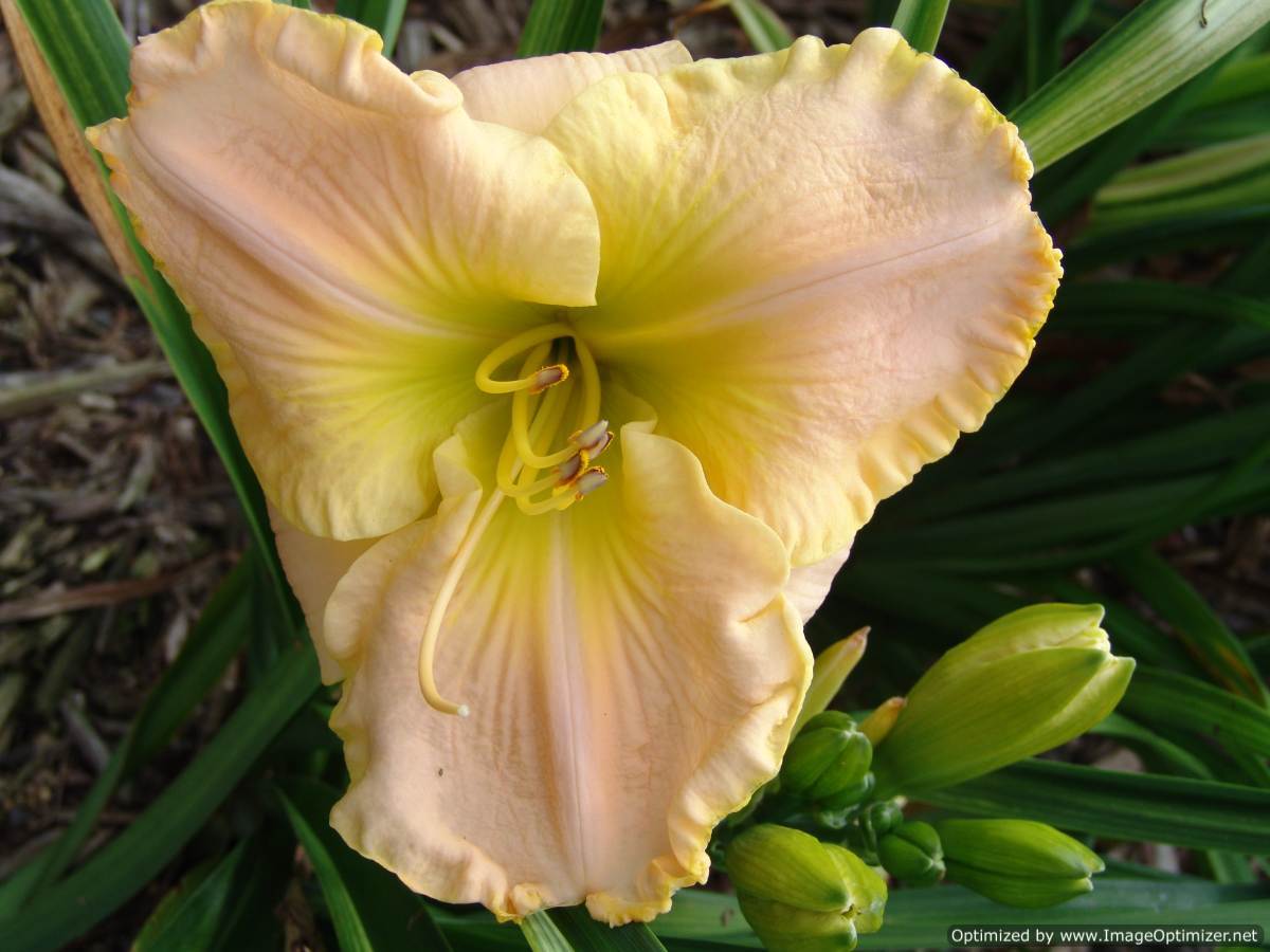 Photo of Daylily (Hemerocallis 'The Anointed One') uploaded by Calif_Sue
