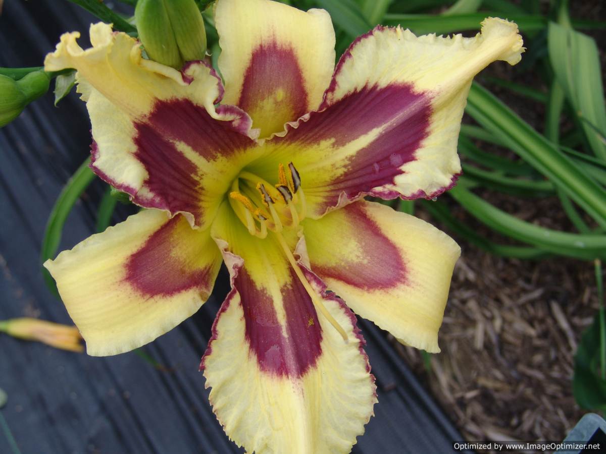 Photo of Daylily (Hemerocallis 'Points of Pride') uploaded by Calif_Sue