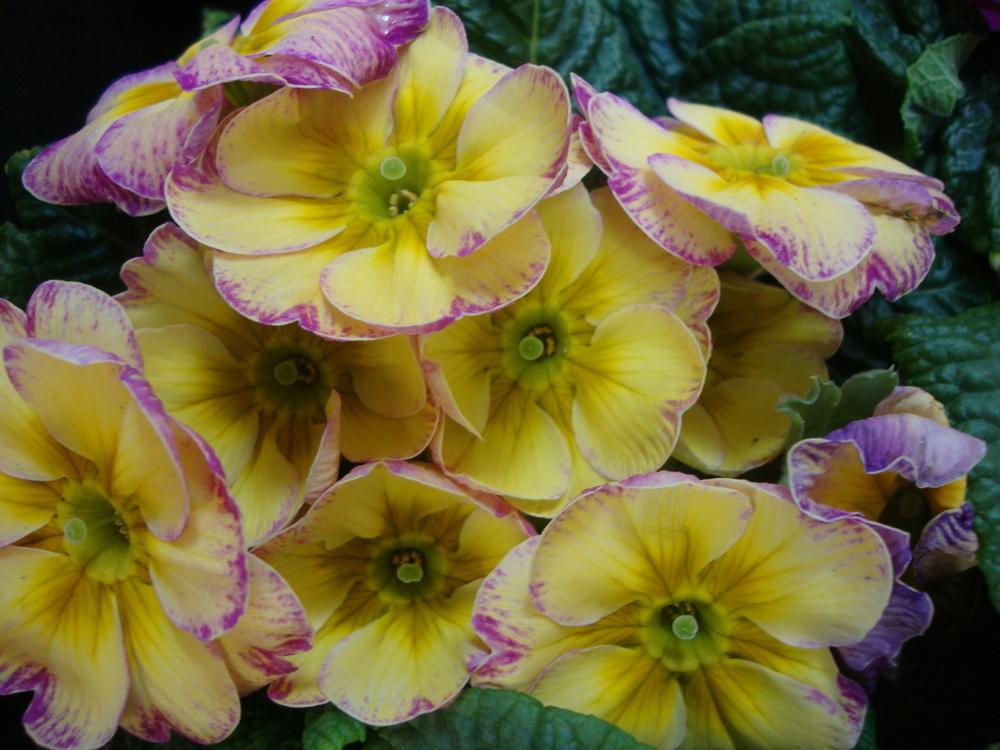 Photo of English Primrose (Primula vulgaris subsp. vulgaris) uploaded by Paul2032