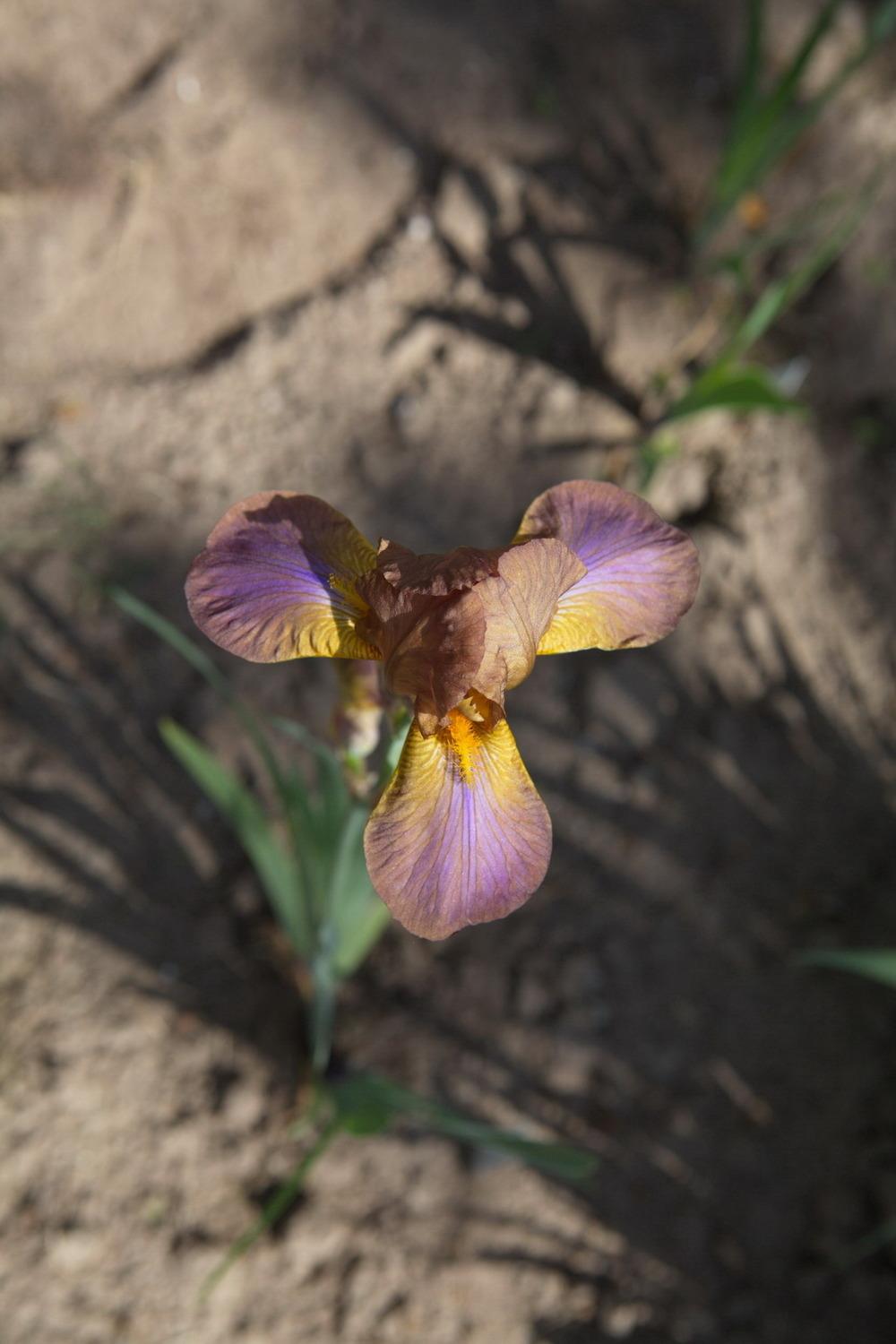 Photo of Miniature Tall Bearded Iris (Iris 'Billie the Brownie') uploaded by eko123