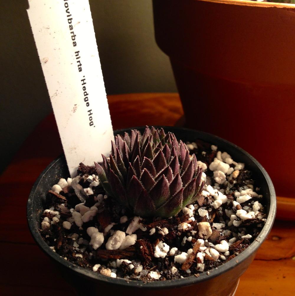 Photo of Rollers (Sempervivum globiferum subsp. hirtum 'Hedgehog') uploaded by serse