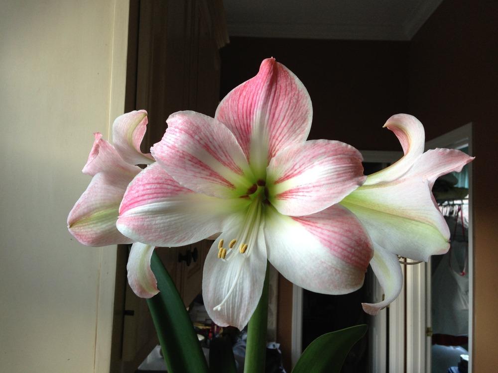 Photo of Amaryllis (Hippeastrum 'Apple Blossom') uploaded by serse
