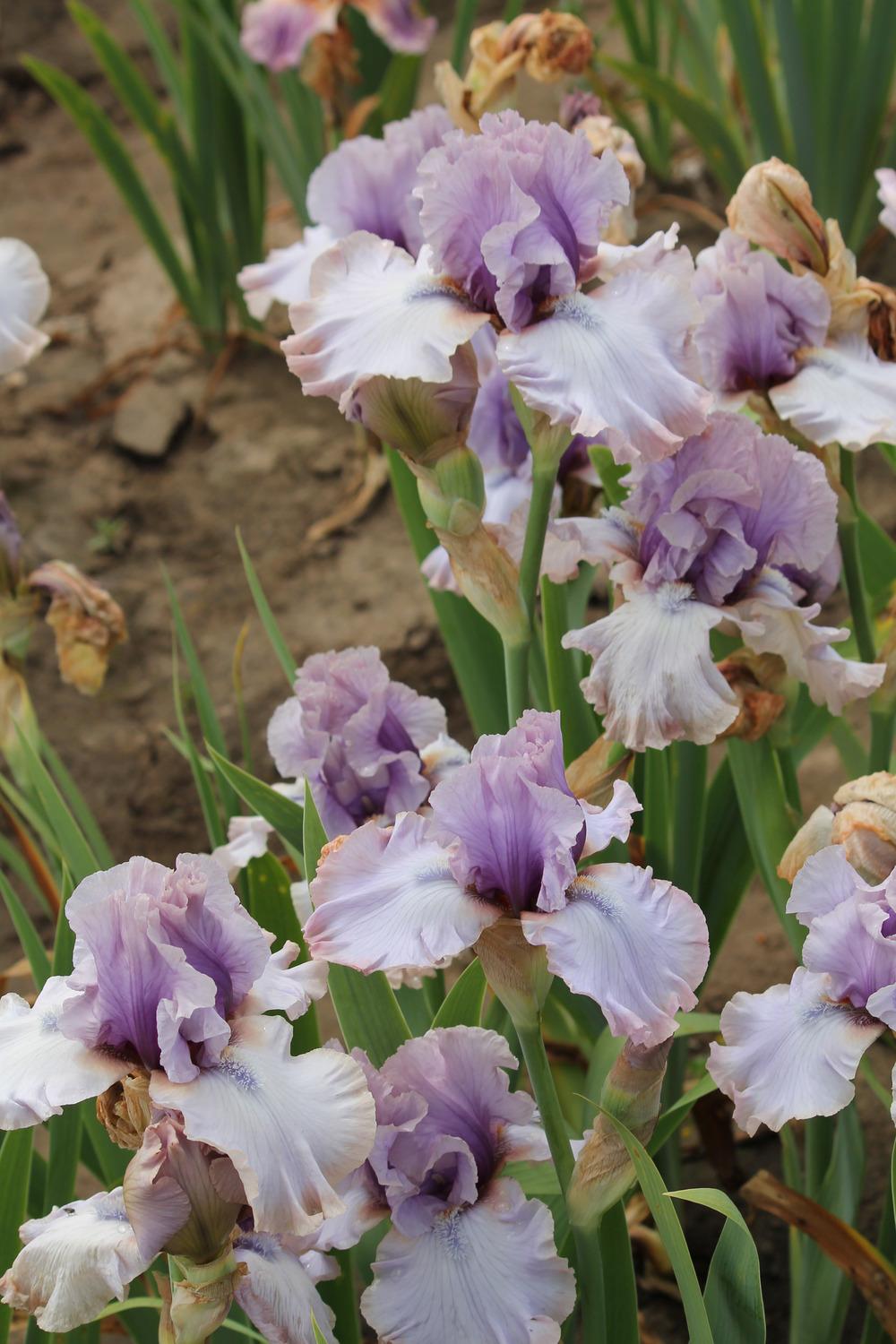 Photo of Tall Bearded Iris (Iris 'Fred and Ginger') uploaded by ARUBA1334