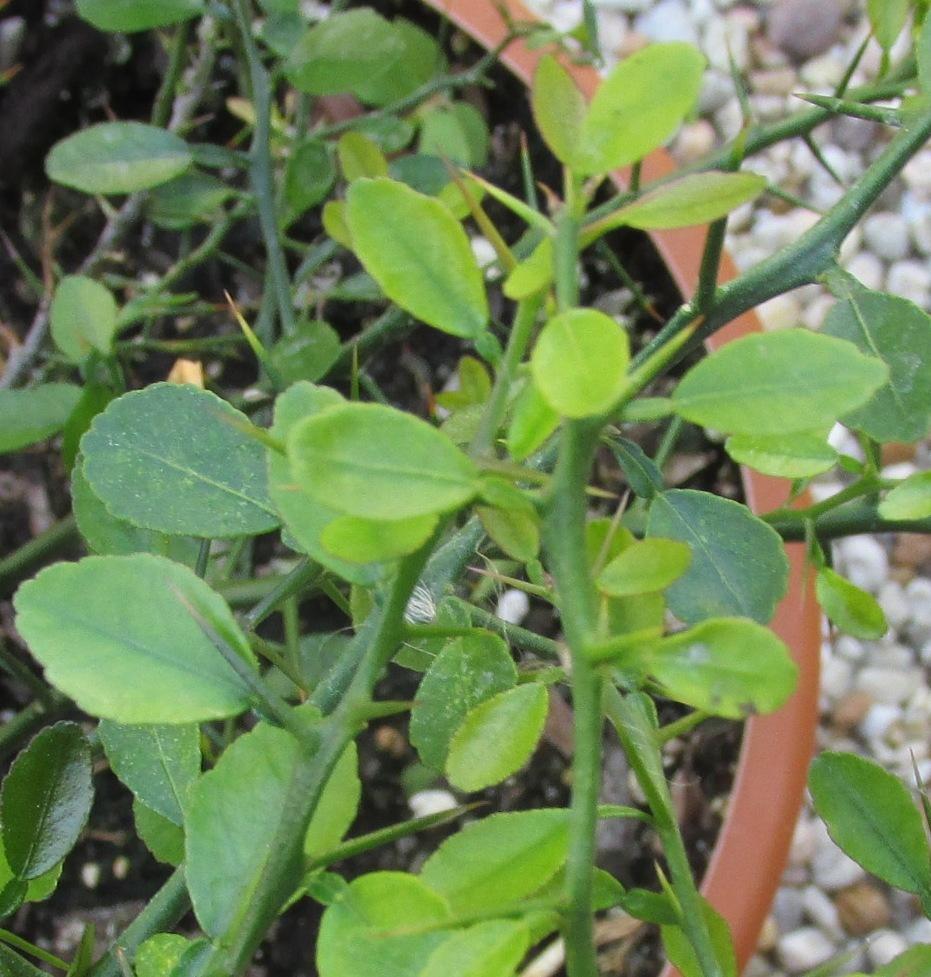 Photo of Australian Finger Lime (Citrus australasica) uploaded by Dutchlady1