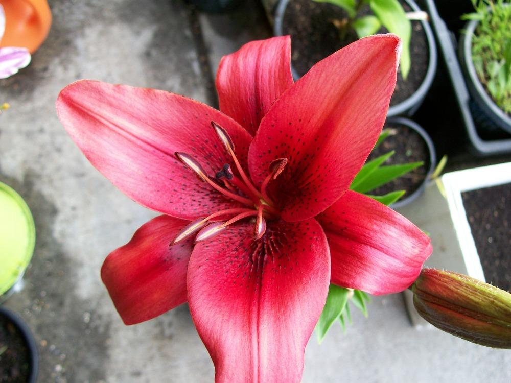 Photo of Lily (Lilium 'Chengdu') uploaded by gwhizz