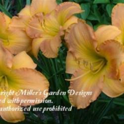 
Courtesy of Miller's Garden Designs