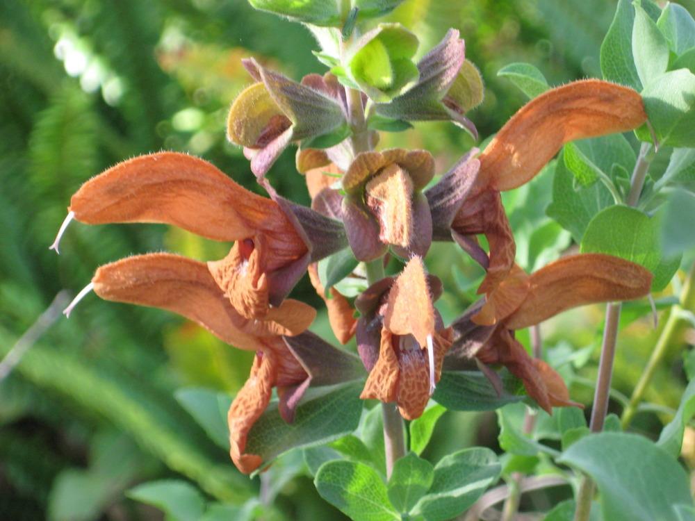 Photo of Brown Salvia (Salvia aurea) uploaded by wcgypsy