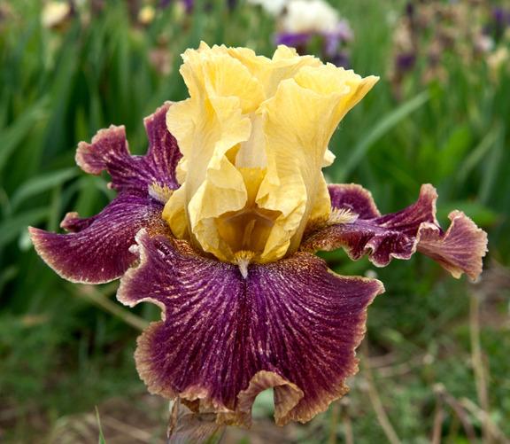 Photo of Tall Bearded Iris (Iris 'Howling at the Moon') uploaded by Calif_Sue