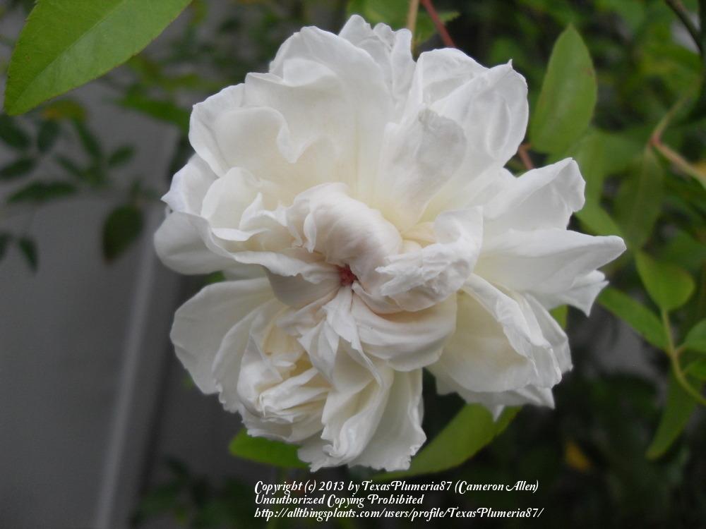 Photo of Rose (Rosa 'Fortuniana') uploaded by TexasPlumeria87