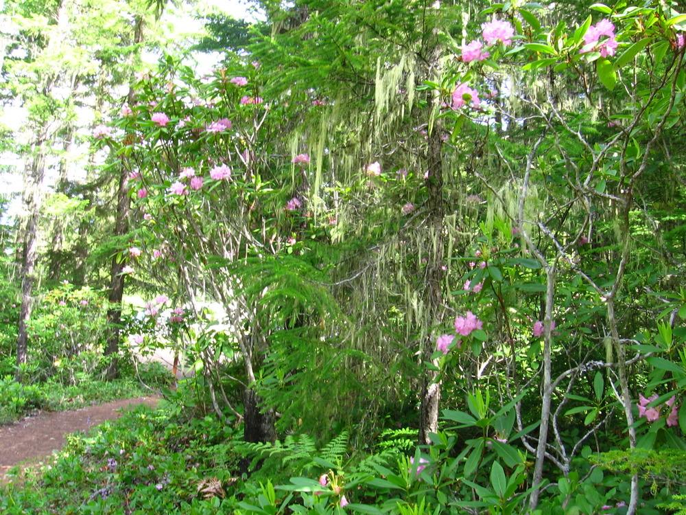 Photo of Rhododendrons (Rhododendron) uploaded by gg5