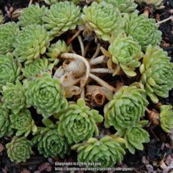 Location: Pacific Northwest, zone 8
Date: Jan 29, 2013
Rosette skeletons, from blooming, in center of clump.