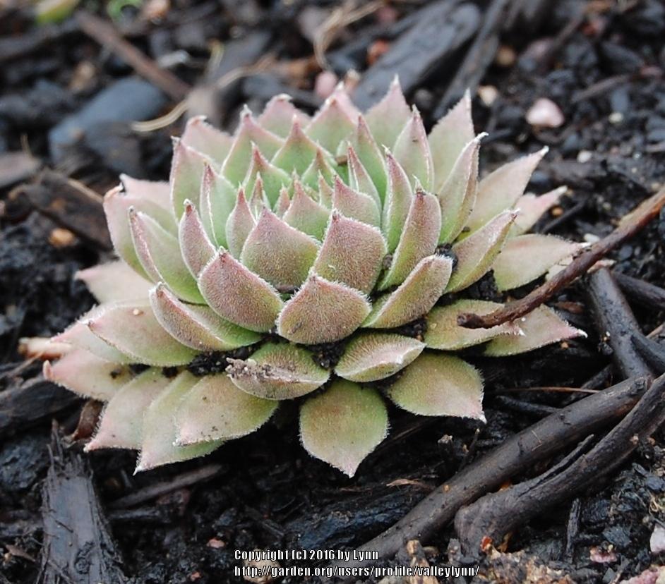 Photo of Hen and Chicks (Sempervivum 'Pacific Wick's Bloom') uploaded by valleylynn