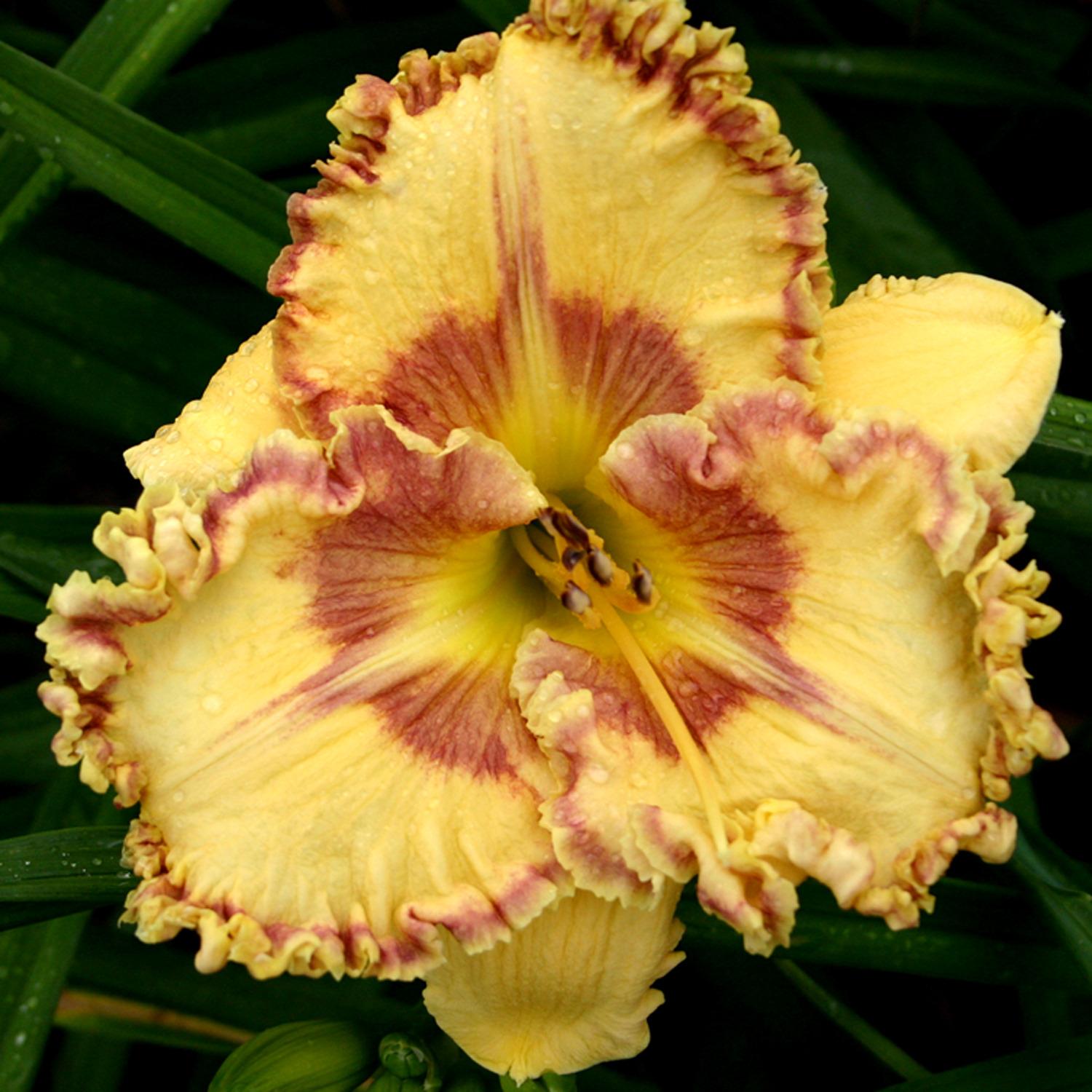 Photo of Daylily (Hemerocallis 'Star Quest') uploaded by Calif_Sue