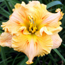 
Photo courtesy of Lee Pickles, Chattanooga Daylilies