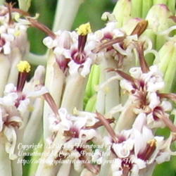 Location: Jefferson County, Texas
Date: August 23, 2011
Close-up of flowers