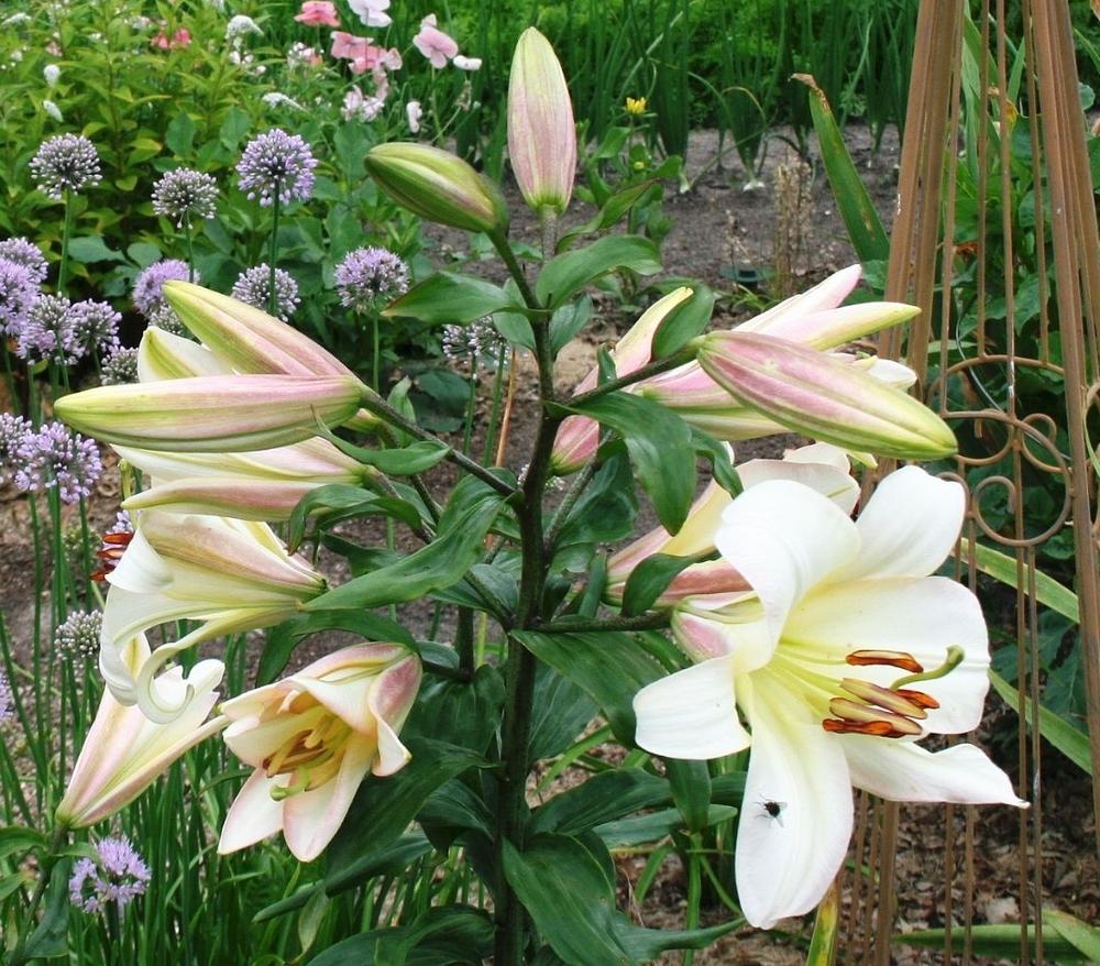 Photo of Lilies (Lilium) uploaded by 4susiesjoy