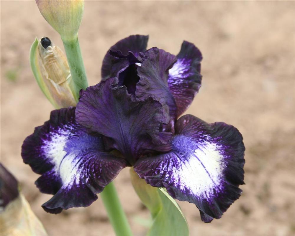 Photo of Intermediate Bearded Iris (Iris 'Orca') uploaded by KentPfeiffer