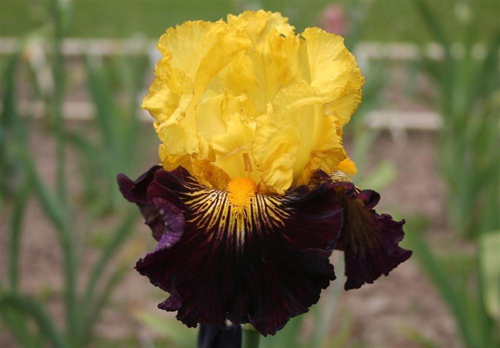 Photo of Tall Bearded Iris (Iris 'Pirate Ahoy') uploaded by KentPfeiffer