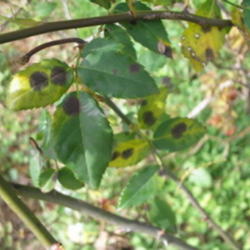 
Black spot on rose leaves