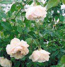 Photo of Rose (Rosa 'Madame Alfred Carriere') uploaded by Calif_Sue
