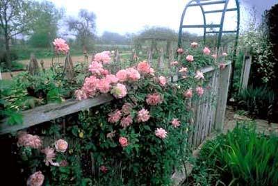 Photo of Rose (Rosa 'Old Blush, Cl.') uploaded by Calif_Sue