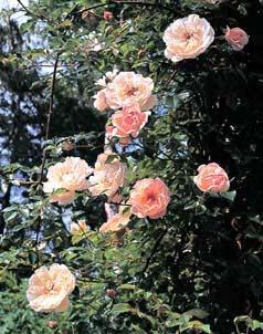Photo of Rose (Rosa 'Leontine Gervais') uploaded by Calif_Sue