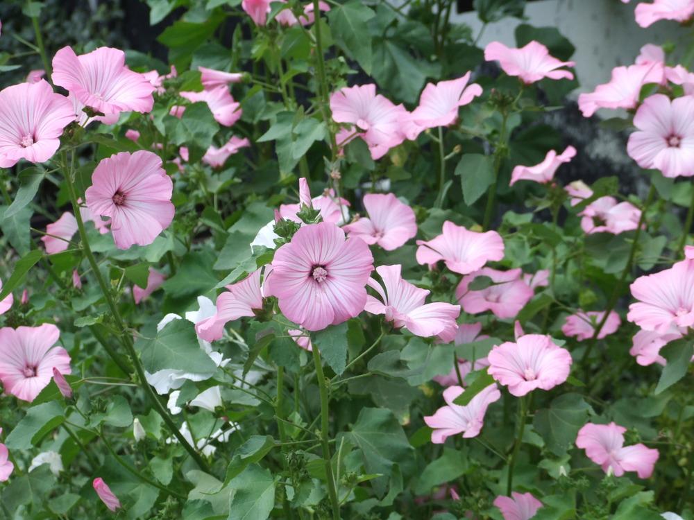 Photo of Annual Mallow (Malva trimestris 'Silver Cup') uploaded by Anne