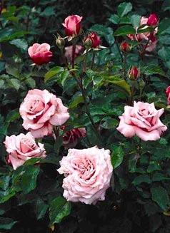 Photo of Rose (Rosa 'Belinda's Dream') uploaded by Calif_Sue