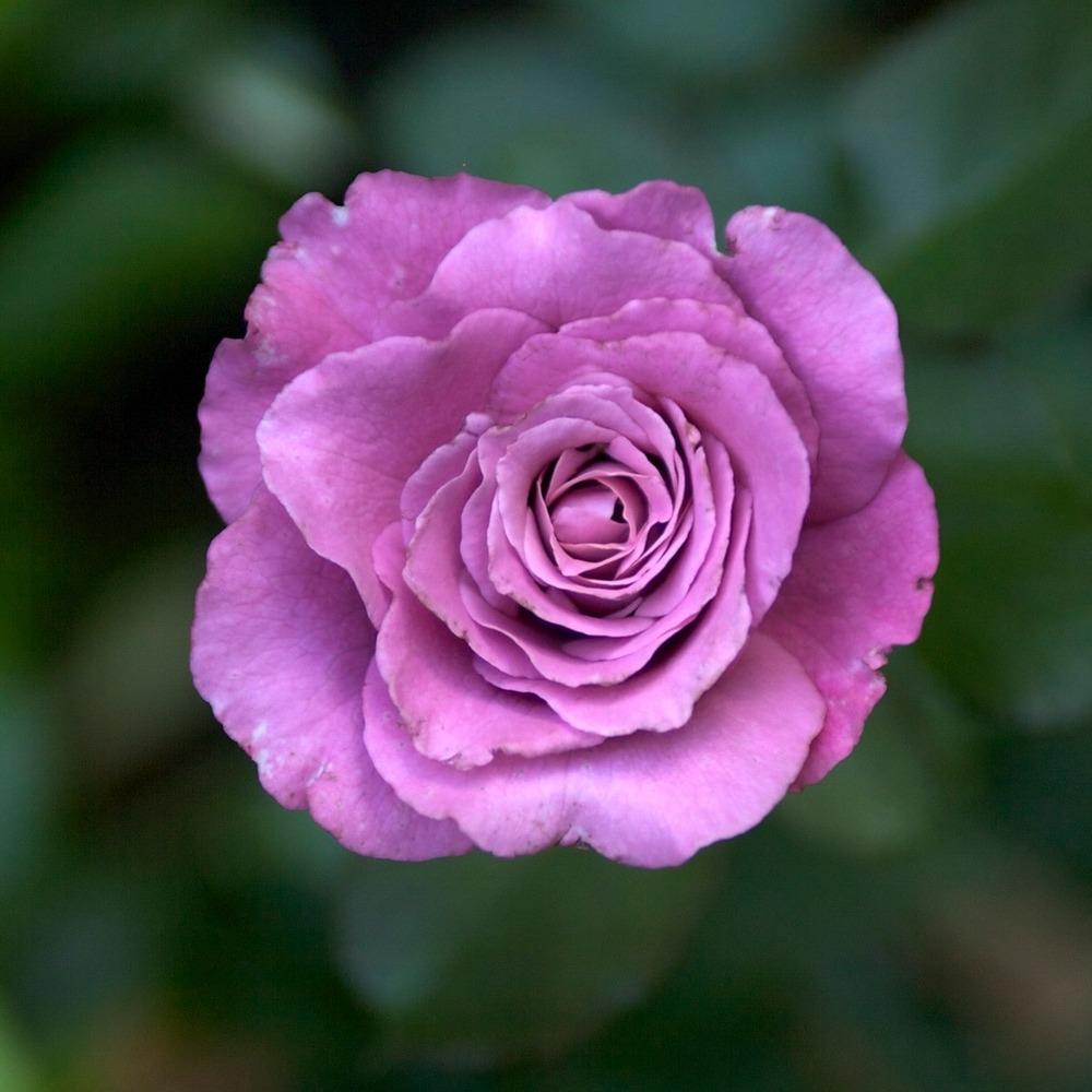 Photo of Rose (Rosa 'Angel Face, Cl.') uploaded by Mike