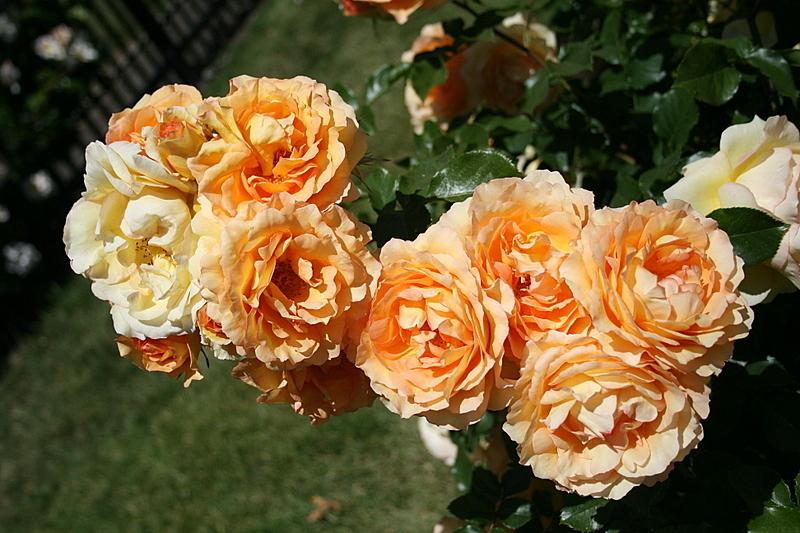 Photo of Rose (Rosa 'Eureka') uploaded by Calif_Sue
