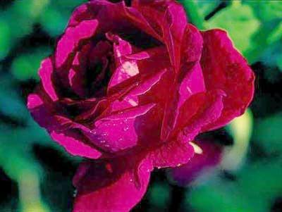Photo of Rose (Rosa 'Chrysler Imperial') uploaded by Calif_Sue