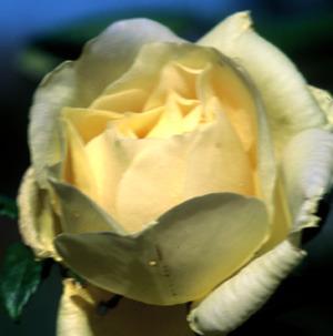 Photo of Rose (Rosa 'Diane Grace') uploaded by Calif_Sue