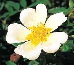 Photo of Rose (Rosa 'Happenstance') uploaded by Calif_Sue