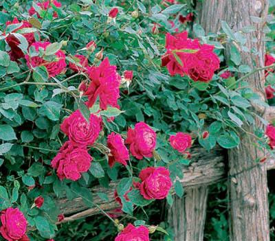 Photo of China Rose (Rosa 'Cramoisi Superieur') uploaded by Calif_Sue
