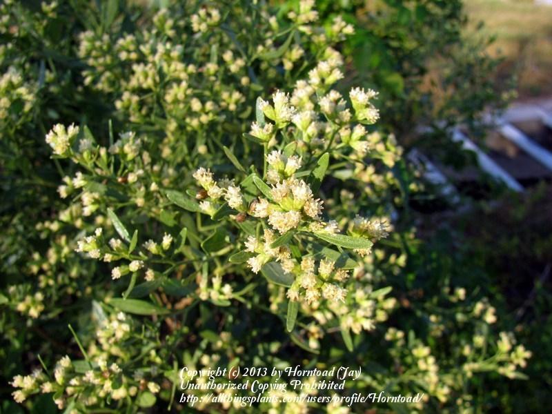 Photo of Sea Myrtle (Baccharis halimifolia) uploaded by Horntoad