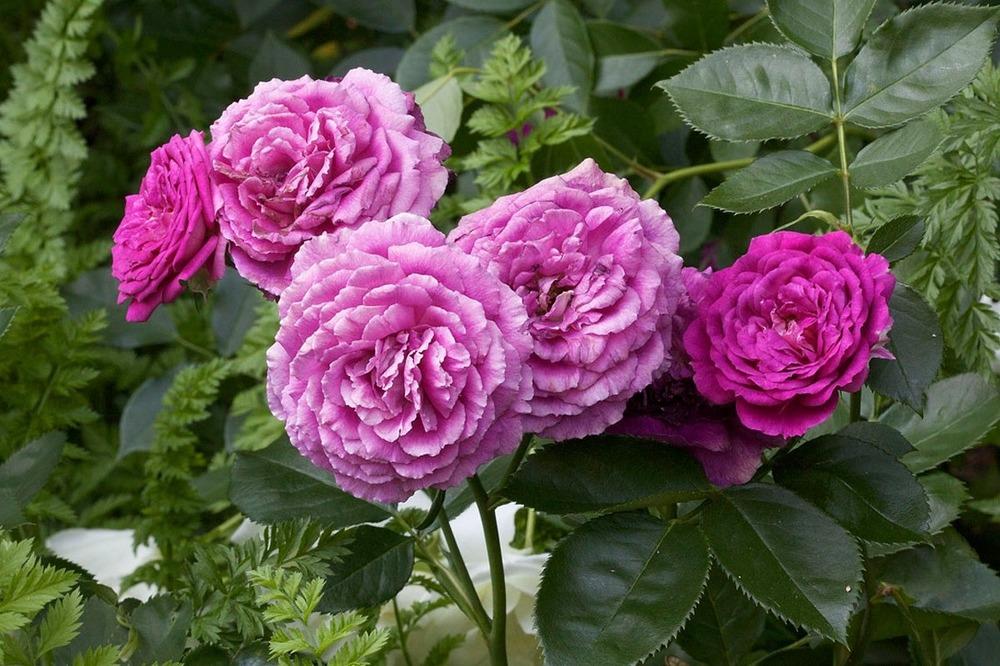Photo of Rose (Rosa 'Ebb Tide') uploaded by Mike