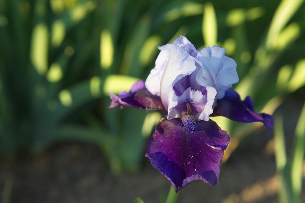 Photo of Intermediate Bearded Iris (Iris 'Hellcat') uploaded by eko123