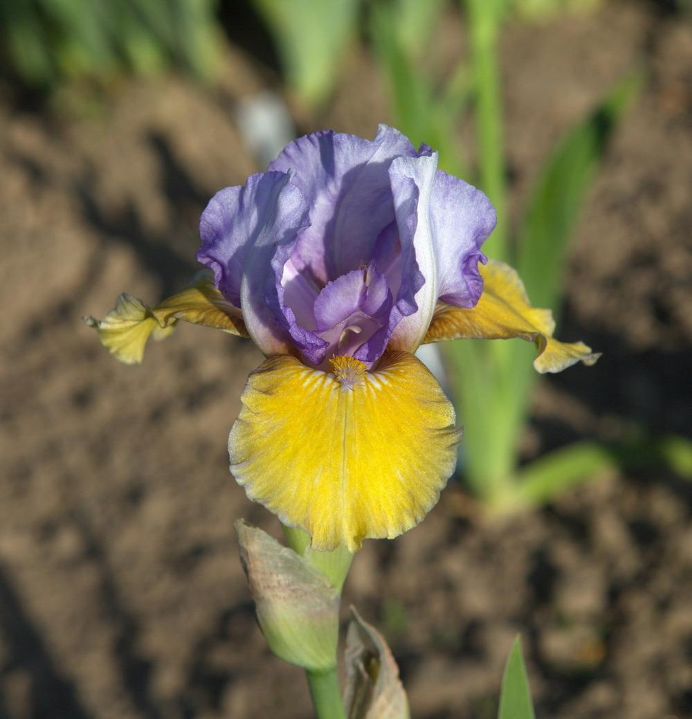 Photo of Intermediate Bearded Iris (Iris 'Bold Statement') uploaded by eko123
