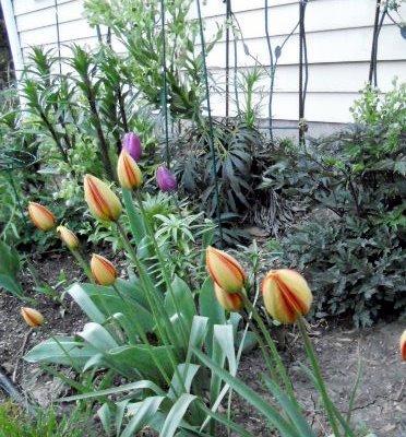 Photo of Species Tulip (Tulipa orphanidea) uploaded by ge1836