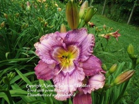 Photo of Daylily (Hemerocallis 'Psychedelicious') uploaded by vic