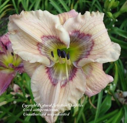 Photo of Daylily (Hemerocallis 'The Seven Faces of Dr Lao') uploaded by vic