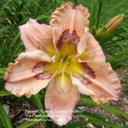 
Courtesy Natural Selection Daylilies