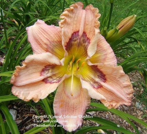 Photo of Daylily (Hemerocallis 'The Seven Faces of Dr Lao') uploaded by vic
