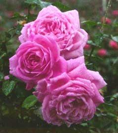 Photo of Rose (Rosa 'Madame Lombard') uploaded by Calif_Sue